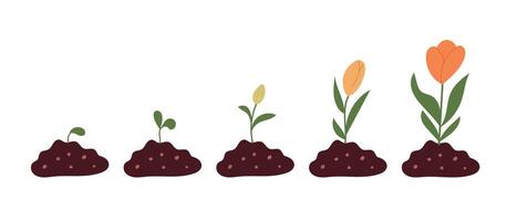 Growth stages of a flower illustrated with soil and budding plants in a simple design vector