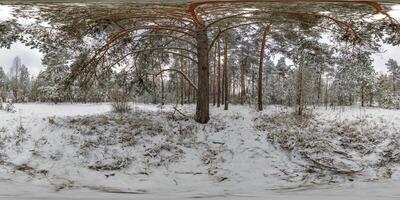 winter full spherical 360 hdri panorama view on pedestrian road in snowy forest in equirectangular projection. VR AR content photo