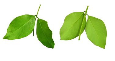 Golden shower or cassia fistula four leave on clear background with front and back side photo