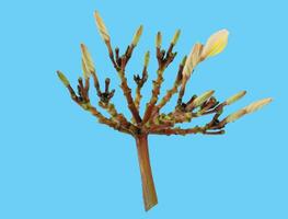 Fragipani or Plumeria flower in clear background 13 photo
