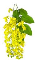Golden shower or cassia fistula leave and flower clear background and ready to use photo