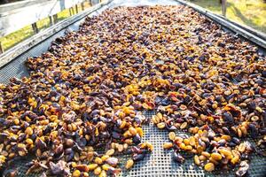 coffee honey process drying on the raised bed photo