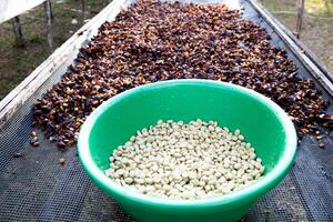coffee honey process drying on the raised beds with white beans and white beans photo