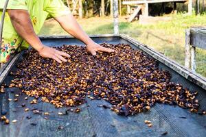 coffee honey process drying on the raised beds with hands photo