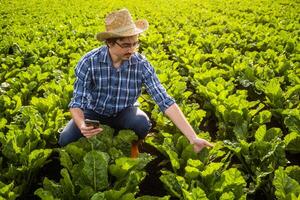Portrait of pensive farmer who is cultivating spinach. He is using smartphone and examining plants. photo
