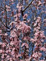 Lush Pink Blossoms Fill a Spring Tree Against a Clear Blue Sky photo