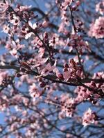 Delicate Pink Blossoms against a Clear Blue Spring Sky photo