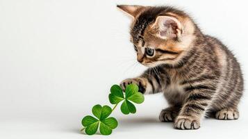 A kitten playing with a shamrock leaf photo