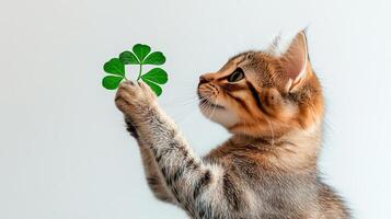 A cat is holding a shamrock leaf photo