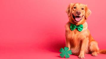 A golden retriever dog with a green shamrock photo