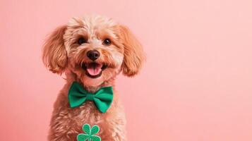A dog wearing a green bow tie on a pink background photo