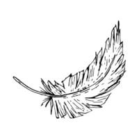 Hand drawn ink illustration of a curved bird feather. Monochrome drawing with textured lines and organic shape. Perfect for textile prints, rustic weddings, boho prints and farm themes. vector