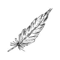 Hand drawn ink illustration of a pointed bird feather. Monochrome with textured lines and rustic style. Ideal for farm-themed projects, textile patterns, wedding stationery and crafts. vector