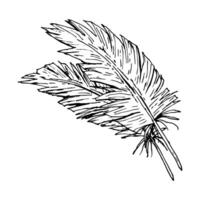 Ink line drawing of two bird feathers with a soft, slightly worn texture. Stylized black and white illustration for rustic packaging, fabric patterns, wedding stationery, and boho crafts. vector