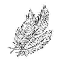 A black and white hand-drawn illustration of three textured feathers with rough edges. Ink sketch in rustic monochrome style, suitable for farm branding, textile prints or wedding invites. vector