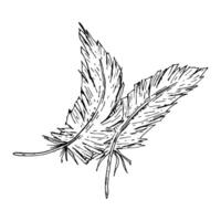 Two hand drawn feathers in monochrome ink style. Suitable for wedding invitations, rustic branding, textile patterns, spring celebration prints, farm-inspired graphics, and poetic stationery design. vector