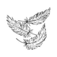 Hand-drawn illustration of three ink feathers with textured lines. Suitable for fabric prints, boho-themed branding, farm-related graphics, wedding stationery, folk crafts, and dreamcatcher art. vector