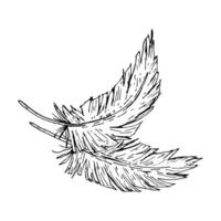 This is an Elegant Leaf Design perfect for various Creative Projects in multiple domains vector