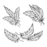 Set of hand drawn bird feathers in ink line style. Rustic black and white illustrations perfect for stationery, textile design, Easter crafts, farm-themed prints, or boho wedding invitations. vector