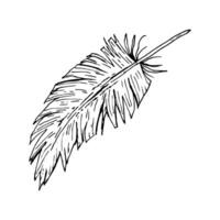 Hand drawn ink illustration of a feather with torn edges and detailed texture. Black and white line art drawing. Monochrome sketch of a single bird feather, suitable for natural themes. vector