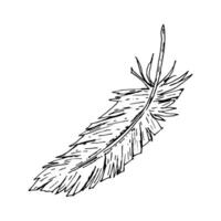 Hand drawn ink illustration of a single bird feather with fine texture and irregular edges. Monochrome line art style. Perfect for wedding stationery, fabric prints, or nature-themed projects. vector