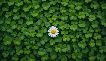 white flower on green clover background photo