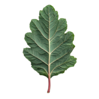 Detailed leaf with intricate vein patterns against a dark background Green tones and textures create a visually appealing botanical study png