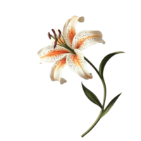 Elegant lily blossom with speckled petals on a sleek stem set against a simple background Graceful botanical and visually appealing png