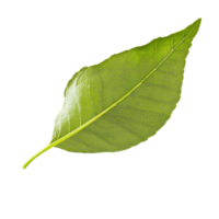 Green leaf with detailed vein structure isolated on Nature's vibrant color and intricate design are showcased in this simple composition png