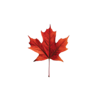 Isolated red maple leaf with detailed venation and texture set against a backdrop symbolizing autumn and seasonal change png