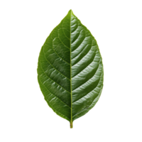 Detailed close-up of a vibrant green leaf against a contrasting dark backdrop showcasing its intricate vein patterns and symmetrical shape png