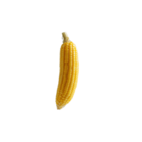 Vibrant corn cob showcasing rows of juicy kernels standing out against a backdrop Represents harvest nutrition and freshness png