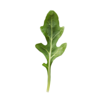 Arugula leaf on a transparent background showcasing its vibrant green color and unique shape perfect for culinary or botanical projects png