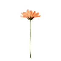 Elegant peach-colored flower on a slender green stem isolated against a pure backdrop capturing its delicate beauty in stark contrast png
