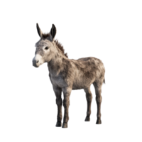 Full body shot of a grey donkey with a snout and a short mane standing in a plain field Isolated on transparent background png