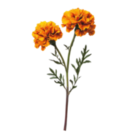 Two vibrant orange flowers with detailed petals and green foliage set against a transparent backdrop ideal for graphic design elements png