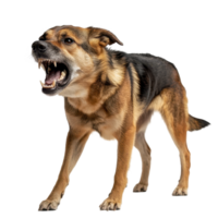 Aggressive Canine A fierce dog with snarling expression shows its sharp teeth in a menacing display Stay away from the angry dog png