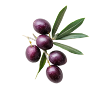 Plump ripe olives on a branch with fresh green leaves isolated on a clean transparent backdrop for versatile design applications png