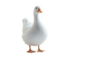 Majestic fowl portrait against a stark backdrop showcasing pristine plumage and graceful stance Bird stands confidently in view png