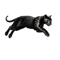 Sleek panther leaps powerfully muscles defined against a transparent background Graceful and intense a striking depiction of agility png