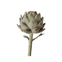 Isolated artichoke in detailed view with layered petals earthy tones and transparent background perfect for culinary or nutritional projects png