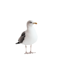 Isolated Seagull Portrait A detailed capture of a standing seagull against a transparent backdrop showcasing its elegant plumage and features png