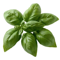 Vibrant green basil leaves arranged in a circular pattern against a transparent background Fresh aromatic and perfect for culinary creations png
