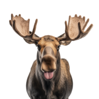 Close-up portrait of a majestic moose showing its tongue with large antlers against a transparent backdrop png