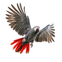 Elegant parrot spreading its wings in flight Majestic bird with vibrant red tail feathers on a simple dark background png