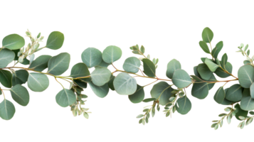 Eucalyptus leaves arrangement on dark backdrop, branch, herbs, cut out transparent png