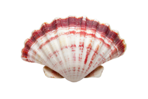 Seashell with unique pattern, isolate on black background, cut out transparent png
