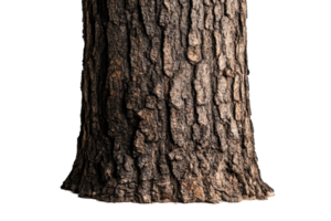 Sombrio árvore tronco com rude latido, terreno tons, isolado contra preto, cortar Fora transparente png