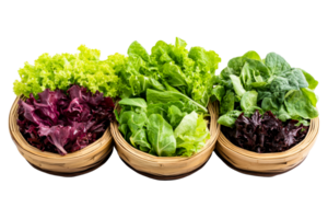 Fresh lettuce and spinach varieties in baskets, cut out transparent png