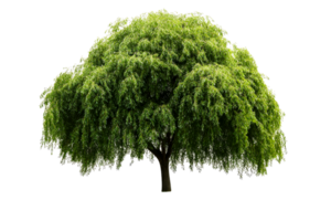 Weeping willow tree foliage with hanging branches, landscaping element, cut out transparent png